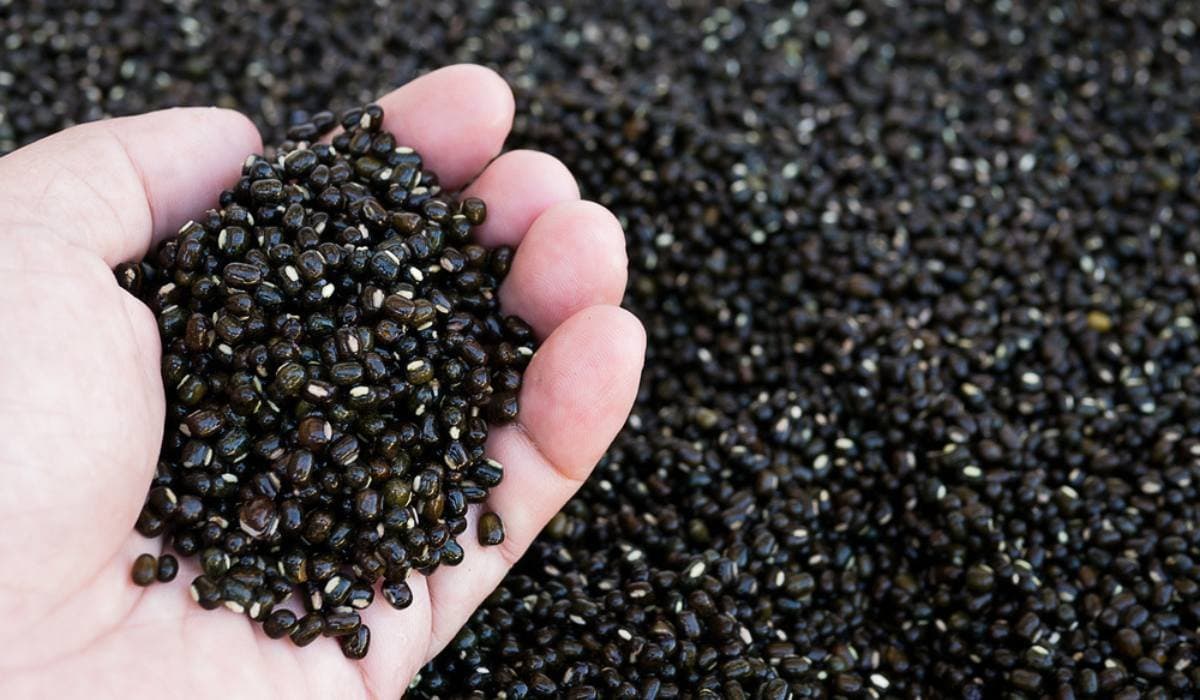 Black Gram (Urad)