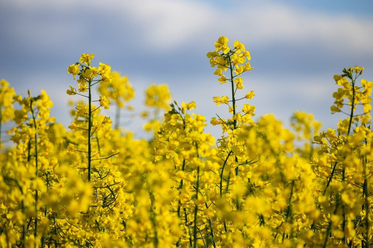 Rapeseed